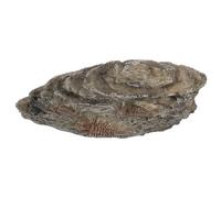 JUMPLAWN Especimen de Resina Realista en Forma de Trilobite Marrón para Enseñanza de Paleontología en Espacios Educativos y Terrarios para Reptiles