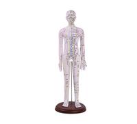 JunZheHub Modelo de Anatomía Humana Avanzado con Guías Codificadas por Colores para El Aprendizaje, Hembra Blanca