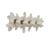 JunZheHub Proyecto Experimental de Capacitación para La Enseñanza en : Modelo de Esqueleto de Vertebral Humana