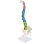 JunZheHub Vertebral Modelo Anatomía Espina Estatua PVC Especial Estudio de Medicina para Aprendizaje Enseñanza Suministro Laboratorio Adecuado para