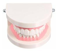 jussming Modelo de entrenamiento dental de cabeza completa, herramienta profesional de demostración de dientes con anatomía realista para estudiantes y dentistas, plástico, compacto (4 x 3 x 2.6