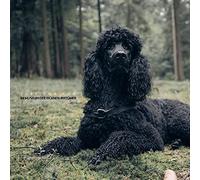 Just for Fun - Im Museum der Eigenen Irrtümer [Vinilo]