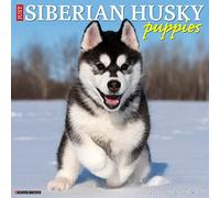 Just Siberian Husky Puppies 2023 Wall Calendar