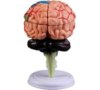 JvFbjLF Modelo anatómico del Cerebro Humano, 32 Partes, Modelo anatómico Coloreado de la Corteza Cerebral, Modelo Cerebral for demostración de Aprendizaje en el Aula de Ciencias