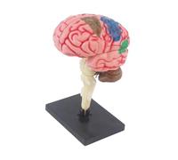 JWQFBC Modelo de Cerebro Humano, Modelo, Figura de Escritorio 4D Desmontada para El Aprendizaje de Neurociencia, Aprendizaje de Biología, Ciencia