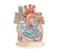 JWQFBC Modelo del Corazón, Modelo del Corazón Humano, Material Didáctico en 2D sobre Estructuras Anatómicas para Estudios de Cardiología.