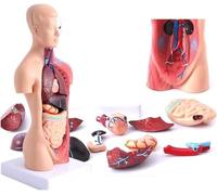 JXYQ Modelo de anatomía de Torso Humano 3D Desmontable, 15 Piezas con Esqueleto de corazón, Cerebro y Cabeza, para Estudiantes de Medicina, exhibición educativa, Color Carne.