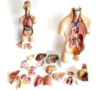 JXYQ Modelo de anatomía de Torso Humano Desmontable de 55 cm, 19 Piezas con corazón, Cabeza, cráneo, Cerebro, hígado y pulmón, para Estudiantes de Medicina, Laboratorios y aulas.