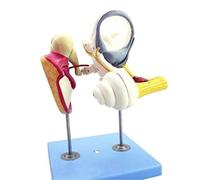 JYBNBBE Modelo anatómico modelo humano modelo de enseñanza modelo de laberinto del oído interno humano modelo coclear con nervios y laberinto con modelo de anatomía vestibular