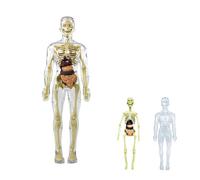JYEVERC 3D Human Body Torso Model for Kid Anatomy Model Skeleton, Modelo Anatomía Cuerpo Humano, Modelos de Anatomía para Niños, Anatomía Interactiva del Cuerpo Humano