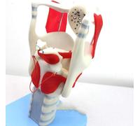 JYHUHGRG Estructura laríngea Humana de PVC, Modelo anatómico de laringe, comunicación médico-Paciente, Regalo médico, Estructura laríngea para investigación científica.