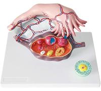 JYHUHGRG Modelo anatómico de PVC del útero, Modelo de agrandamiento ovárico, Piel y Sistema urogenital, Material didáctico médico, Modelos médicos y Materiales didácticos.