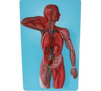 JYHUHGRG Modelo renal de PVC del Sistema linfático Humano con glándulas suprarrenales - Urología y Nefrología, Utilizado como Herramienta educativa para médicos en el consultorio.