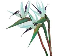 JZLEJC 3 Piezas de 23 Pulgadas de Planta de pájaro Artificial del paraíso, Flores Tropicales Suaves de PVC Resistentes a los Rayos UV para decoración de Bodas en el hogar