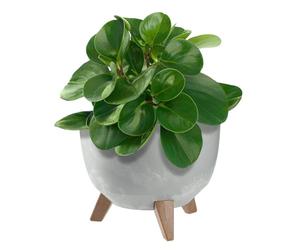 KADAX Maceta Decorativa de Plástico con Soporte Integrado, Macetero con Tres Patas de Imitación Madera para Interior y Exterior (Hormigón Gris, 24 cm)