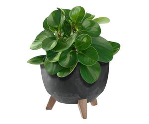 KADAX Maceta Decorativa de Plástico con Soporte Integrado, Macetero con Tres Patas de Imitación Madera para Interior y Exterior (Hormigón Negro, 24 cm)