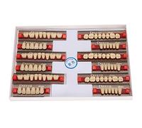 Kadimendium Dientes falsos profesional firme unión fina mano de obra sintética resina dientes limpieza superficie para aprendizaje de modelos