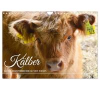Kälber - Kleine Herzensbrecher auf den Wiesen (Wandkalender 2026 DIN A4 quer), CALVENDO Monatskalender: Gutmütige und niedliche Tiere