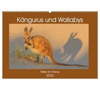 Kängururs und Wallabys (Wandkalender 2026 DIN A2 quer), CALVENDO Monatskalender: Das Känguru ist Nationalsymbol bzw. auch Wappentier von Australien ... Tier des australischen Kontinents.