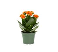 Kalanchoe Blossfeldiana Mix Natural Kalachoe - DECOALIVE Planta Viva para Interior o Balcón Maceta 10 cm Altura 20 cm