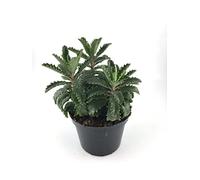 Kalanchoe Daigremontiana Planta Medicinal Una planta Viva con Propiedades Medicinales para tu Bienestar