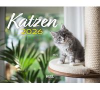 Kalender Katzen 2026 Eintragkalender: 12 super-süße, verspielte Kittens mit putzigen Namen