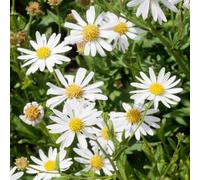 Kalimeris Alba - Planta de exterior para bordes lista para jardín
