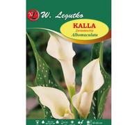 Kalla Albomaculata blanca, 1 unidad.