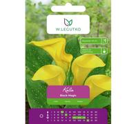 Kalla Black Magic amarilla, 1 unidad.