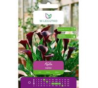 Kalla Cantor negra, 1 unidad.