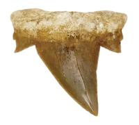 Kaltner Präsente Idea de regalo - Fósiles de prehistóricos fosilizados: dientes de tiburón naturales sin tratar XXL Dientes de tiburón 5-6 cm, 5 - 6 cm, Piedra