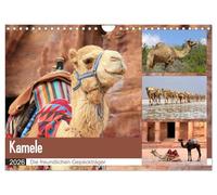Kamele - Die freundlichen Gepäckträger (Wandkalender 2026 DIN A4 quer), CALVENDO Monatskalender: Ein entbehrungsreiches Leben in Wüsten