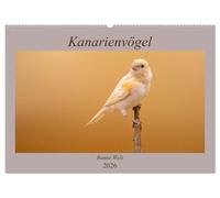 Kanarienvögel - Bunte Welt (Wandkalender 2026 DIN A2 quer), CALVENDO Monatskalender: Wunderschöne Bilder, welche die ganze bunte Vielfalt der Kanarienvögel zeigen