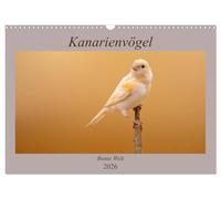 Kanarienvögel - Bunte Welt (Wandkalender 2026 DIN A3 quer), CALVENDO Monatskalender: Wunderschöne Bilder, welche die ganze bunte Vielfalt der Kanarienvögel zeigen