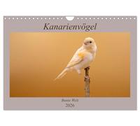 Kanarienvögel - Bunte Welt (Wandkalender 2026 DIN A4 quer), CALVENDO Monatskalender: Wunderschöne Bilder, welche die ganze bunte Vielfalt der Kanarienvögel zeigen