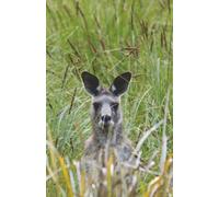 Kangaroo Notebook: Blank Lined