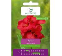 Kanna Fata Morgana rosa oscuro 1 unidad.