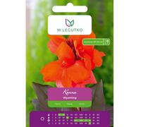 Kanna Wyoming naranja 1 unidad.