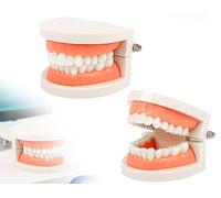 KAPSING Modelo de Dentadura Estándar para Dentistas, Modelo de Diente de Juguete Realista, Uso para Investigación, Exposiciones y Medidas Promocionales