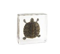 KARAOT Especímenes de Insecto,Muestra de Animales Marinos Reales Pisapapeles Ciencia de los Animales Muestra de Aula para la Educación Científica,Espécimen de Resina de Insectos,Espécimen Insecto.