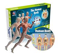 Karlak Modelo de cuerpo humano, órganos y huesos de cuerpo humano, kit de herramientas de aprendizaje de montaje simple, modelo de anatomía, exhibición de modelos STEM, suministros educativos de