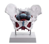 Karriter Modelo de pelvis femenina y órganos reproductivos Modelo anatómico de rehabilitación muscular del suelo pélvico de la vejiga femenina