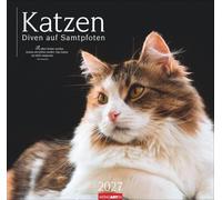 Katzen - Diven auf Samtpfoten Kalender 2027 - Diven auf Samtpfoten: Eigenwillig und geliebt: Katzen-Porträts in einem großen Wandkalender. Tierkalender 2027 für Katzenfans. 48 x 46 cm