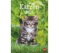 Katzen Kalender 2024