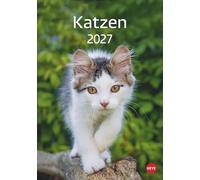 Katzen Kalender 2027: Die beliebten Samtpfoten in einem Wandkalender 2027 zum Eintragen. Dekorativer Kalender mit viel Raum für Termine und Organisatorisches.