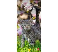 Katzen slim - Auf sanften Pfoten Kalender 2026: Tierkalender mit viel Platz für Termine und Notizen und unwiderstehlichen Katzenfotos. Dekorativer Langplaner für Übersicht und Organisation.