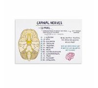 KCDFDVJFBM 12 Cranial Nerves Anatomy Poster Chart Canvas Print Wall-Art for Classroom Office Home Decor Nursing Student Doctor Gift(Unframed,12x18inch(30x45cm))