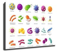 KCDFDVJFBM Bacteria and Microorganism Educational Chart for Science Decor and Inspirational Study Wall-Art(Unframed,12x18inch(30x45cm))