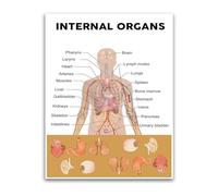 KCDFDVJFBM Biology Classroom Decor Human Organs Poster Anatomy Chart for Elementary Middle School Teacher Resources(Framed,12x18inch(30x45cm))