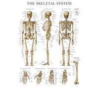 KCDFDVJFBM Bones of The Human Body Poster - Complete Skeletal System Anatomy Chart with Muscle Attachments, for Students & Teachers Reference(Unframed,16x24inch(40x60cm))